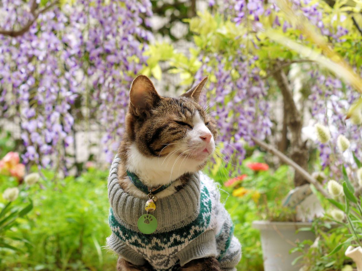 LUMIX G X VARIO 35-100mm/F2.8 /POWER O.I.S.で撮影された写真 | 写真
