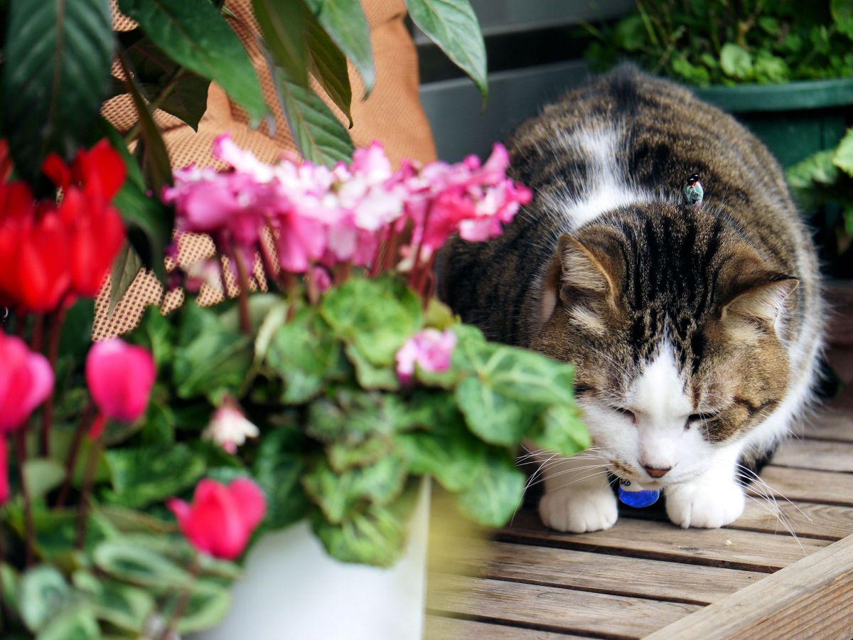 シクラメンの季節になりました^^。(勇魚) 動物 > 猫 GANREF