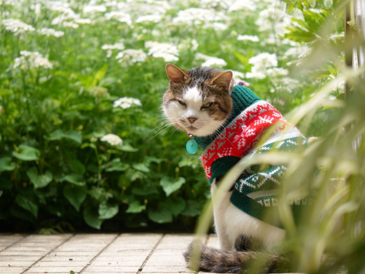 LUMIX DMC-GF3 【作例あり】 LUMIX DMC-GF3で撮影された写真 | 写真検索 | GANREF