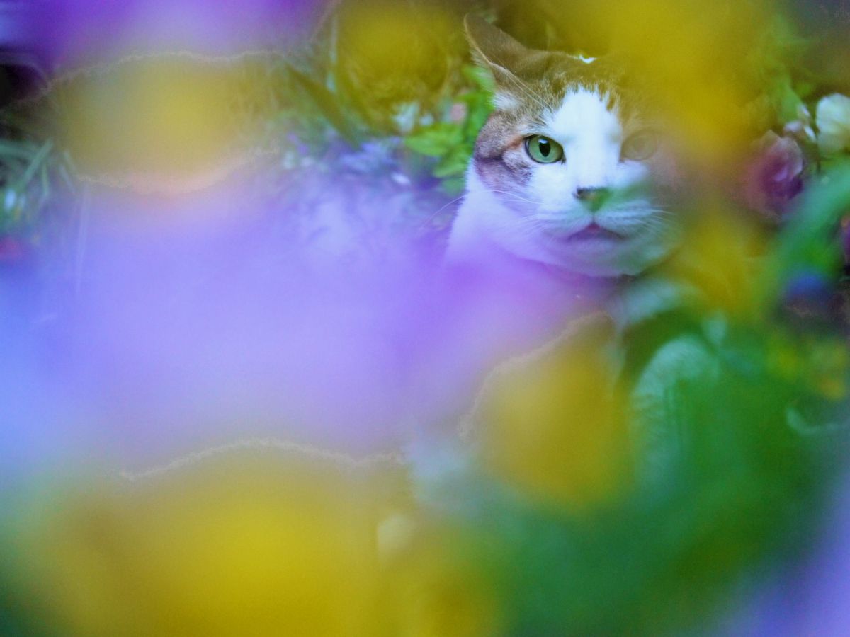 LUMIX DMC-GF3で撮影された写真 | 写真検索 | GANREF