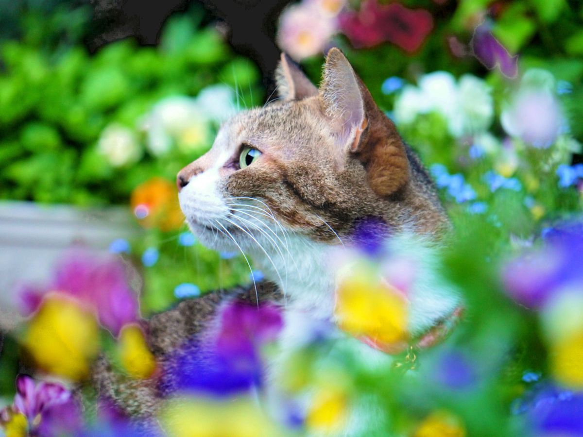 キャンディ ポップ ビオラ ねね Ganref