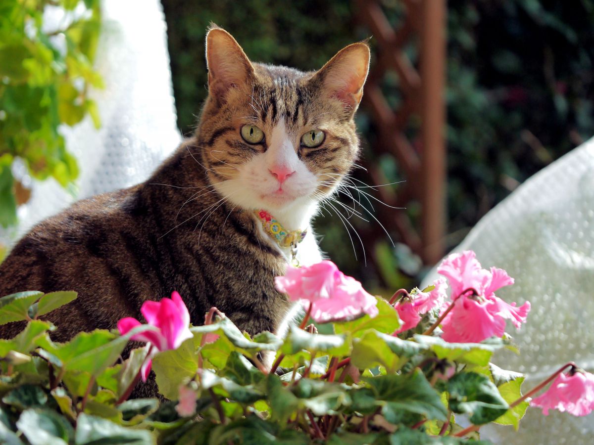 きりりと、シクラメン^^。(茶々丸) 動物 > 猫 GANREF