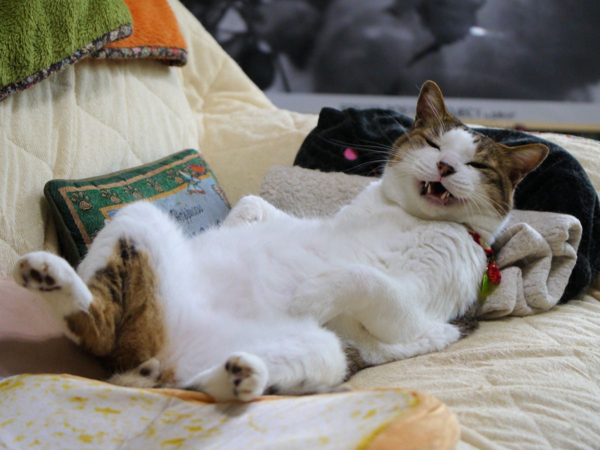 LUMIX DMC-GF3で撮影された写真 | 写真検索 | GANREF