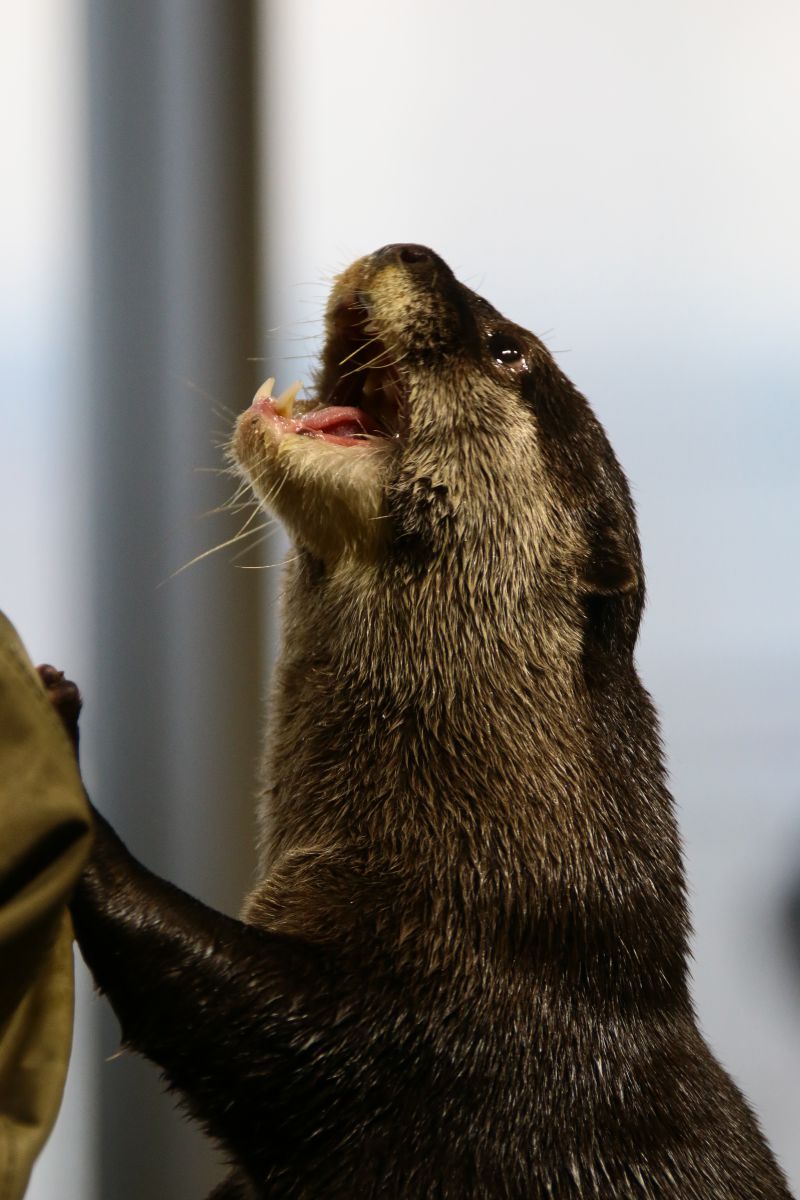 かわいい顔には牙があるw 動物 小動物 Ganref かわいい顔には牙があるw 動物 小動物 Ganref