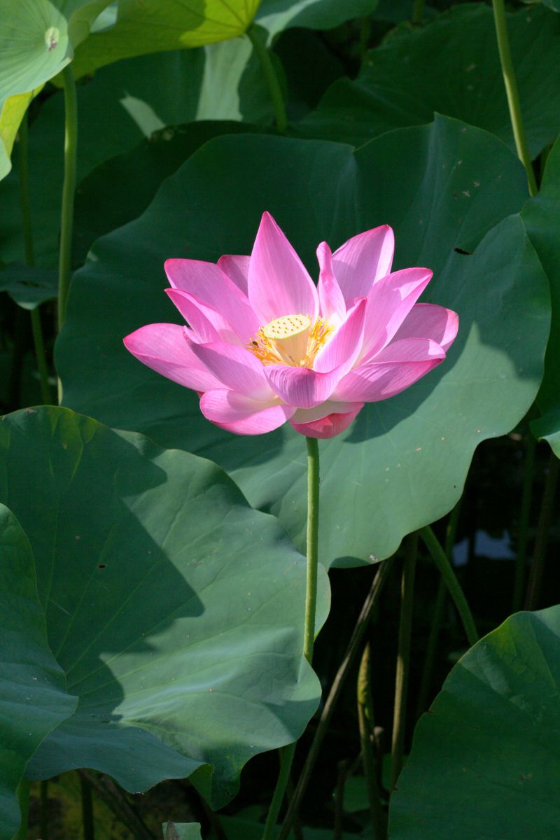 輝く蓮の花 植物 花 花びら Ganref