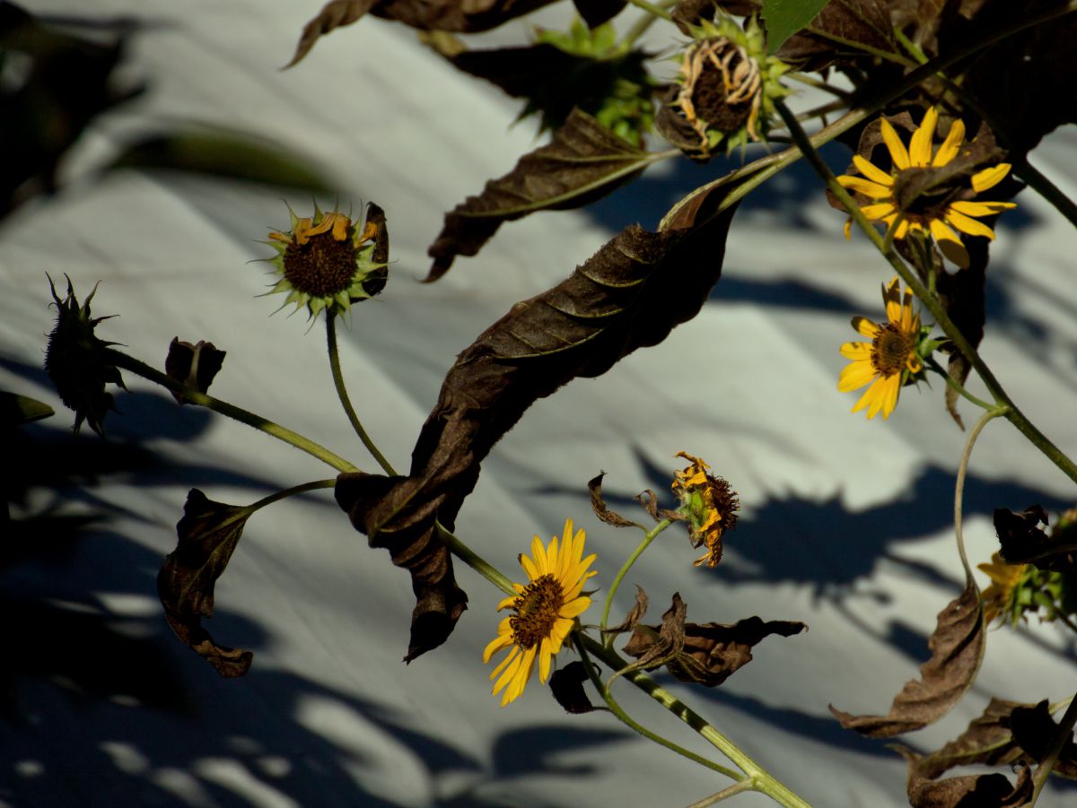 晩夏 植物 花 花びら Ganref