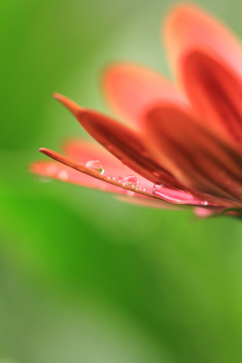 梅雨しずく 植物 花 花びら Ganref 梅雨しずく 植物 花 花びら Ganref