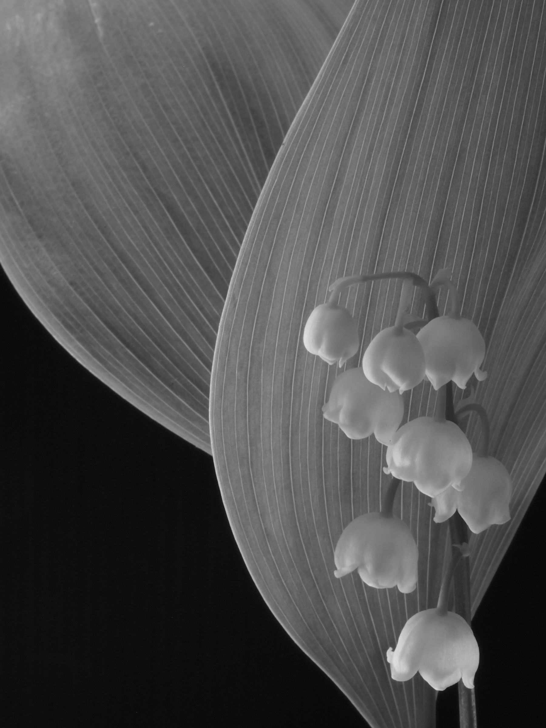 すずらん | GANREF