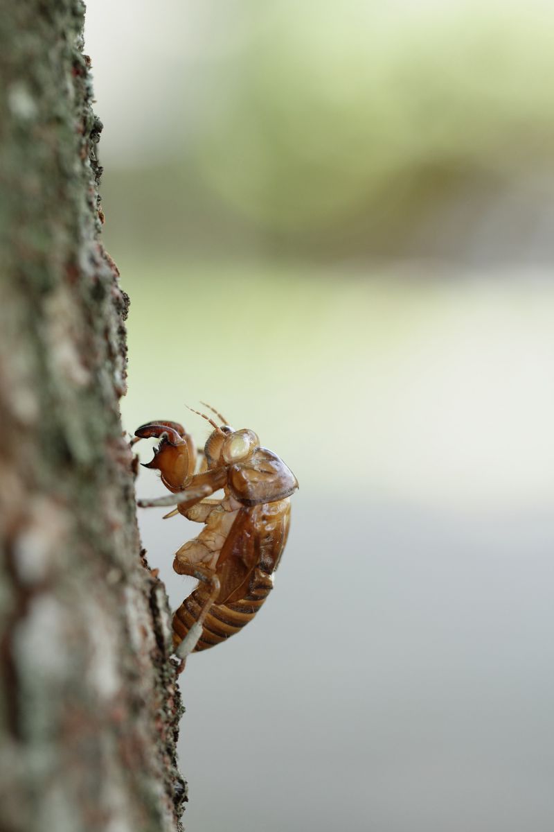 宇宙怪物のよう 動物 虫 昆虫 Ganref
