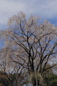 しだれ桜(六義園)水彩画 木製フレーム付き しだれ桜(六義園)水彩画 木製フレーム付き - メルカリ