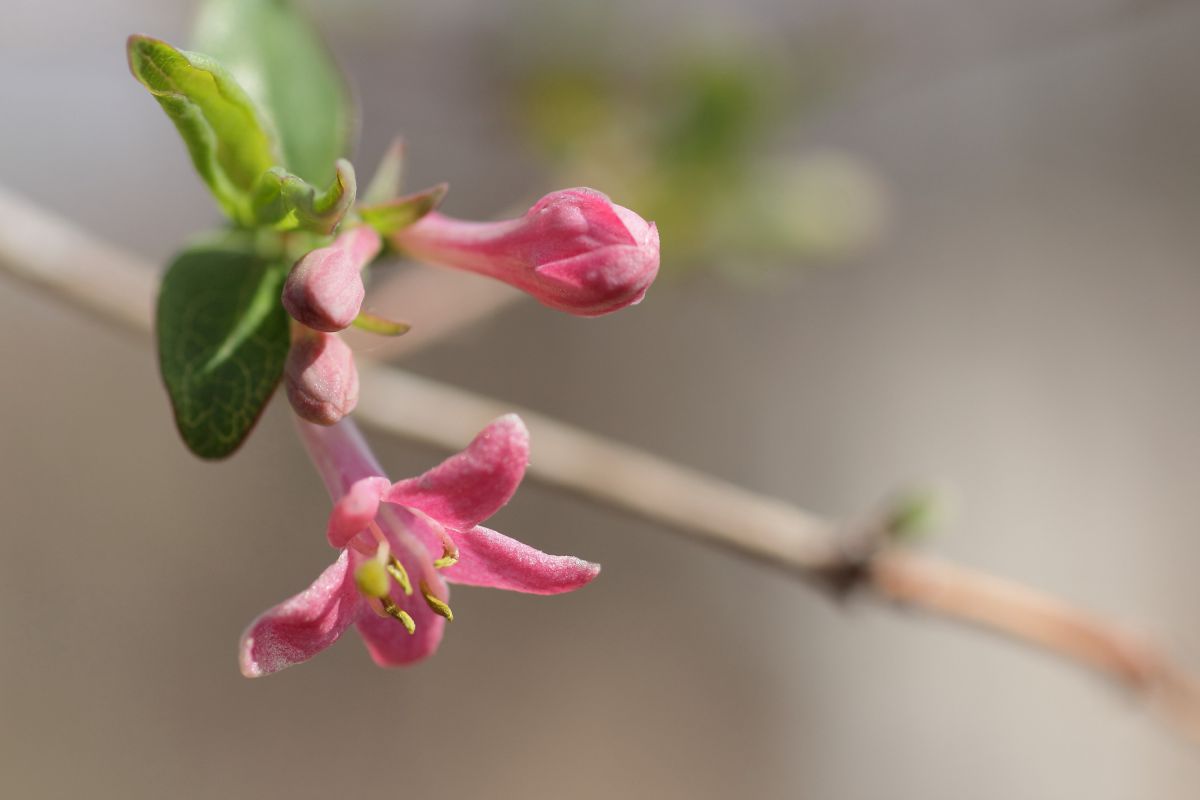 ウグイスの好きな花 植物 花 花びら Ganref ウグイスの好きな花 植物 花 花びら Ganref