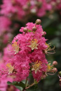 ✱*✱様 ❤️開花株❤️897Ash【ATLAS】超巨大充実❤️超大株❤️根パン Amazon.co.jp: ZHANGTIAN 80cmの大きなパンパスグラスの装飾ふわふわの