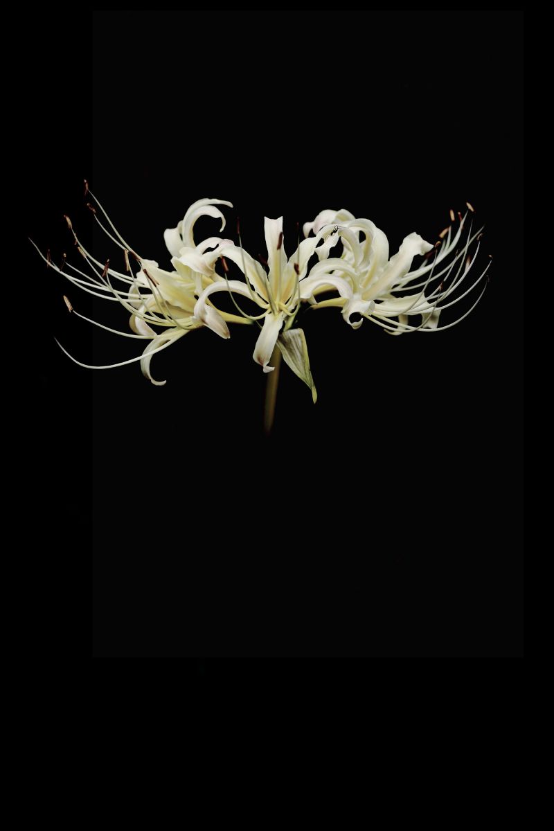 宙に浮いて咲く 植物 花 花びら Ganref 宙に浮いて咲く 植物 花 花びら Ganref