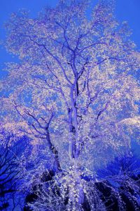 六義園の第2のしだれ桜 | GANREF