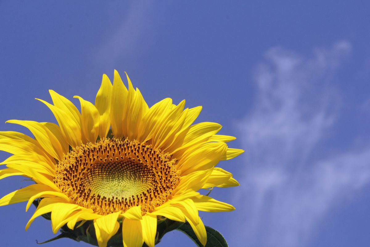 炎天下で笑っていた 植物 花 花びら Ganref