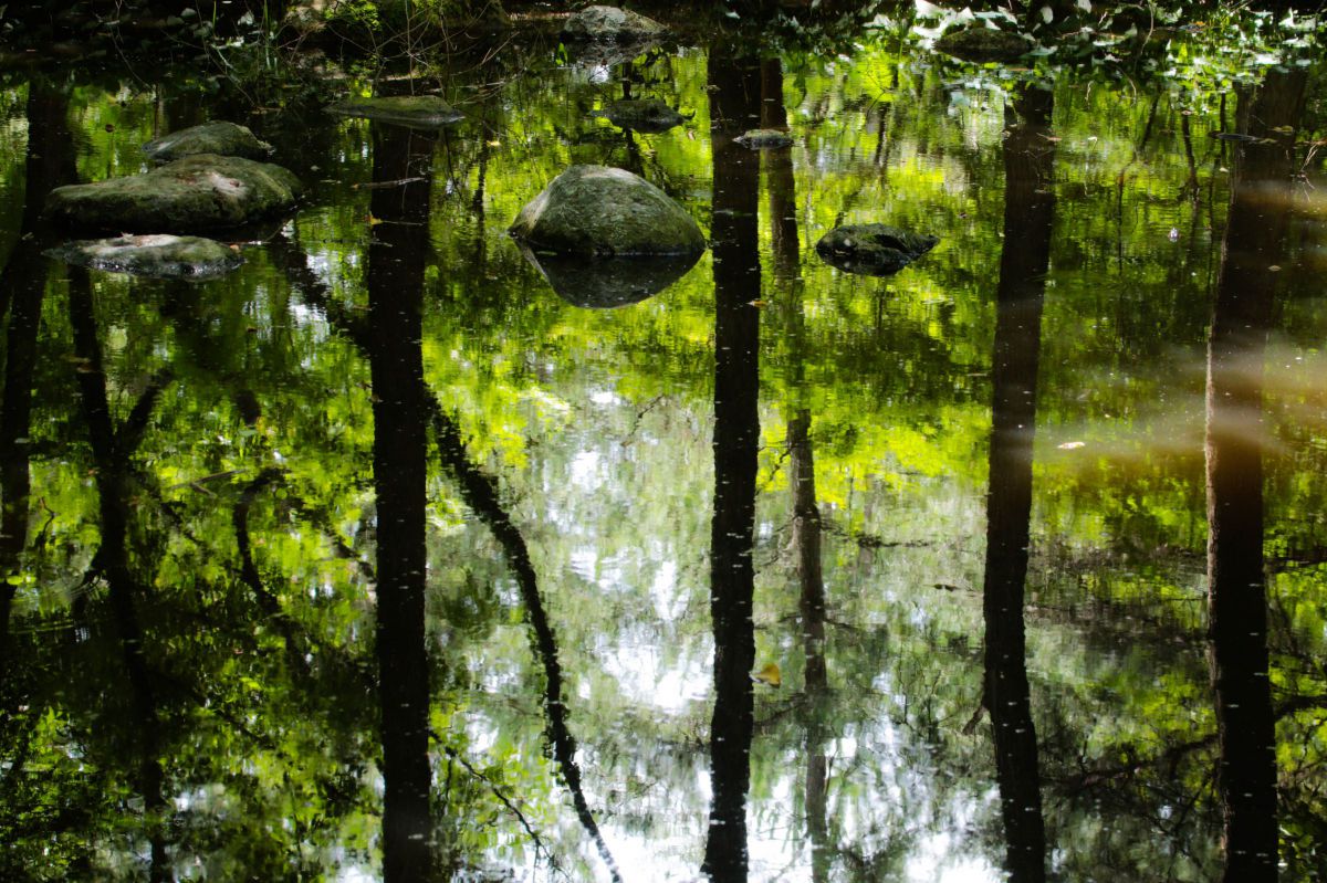Reflection | GANREF