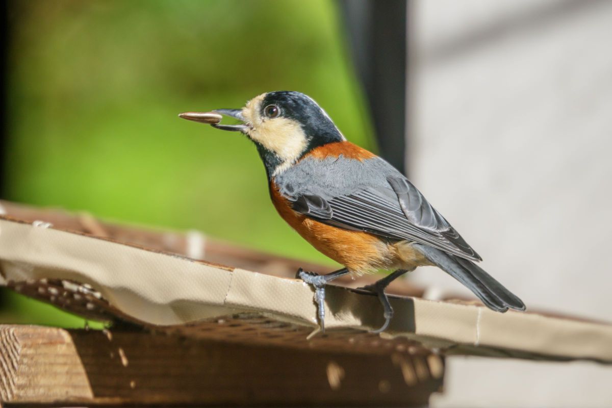 piinoさんの写真一覧 | GANREF