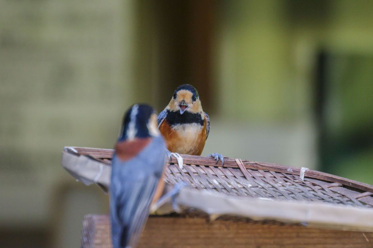 piinoさんの写真一覧 | GANREF