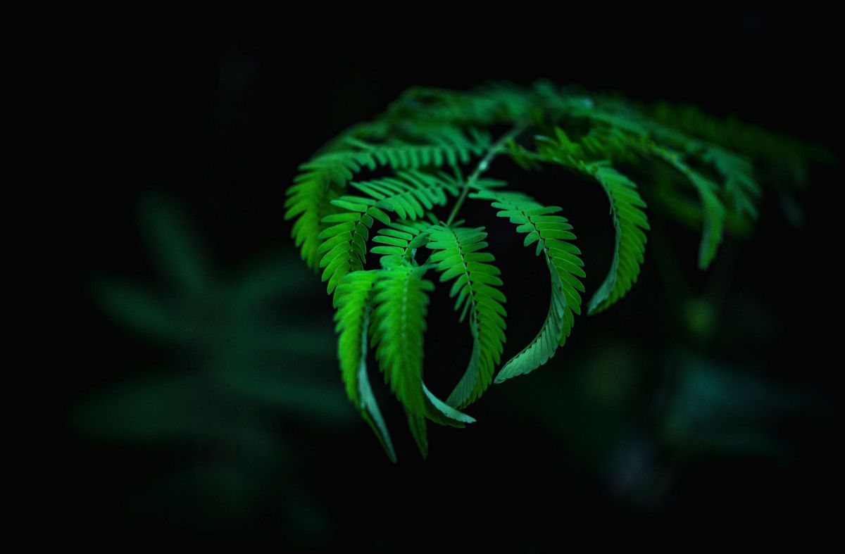 Deep Green | GANREF