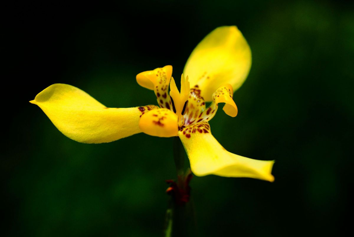 yellow flower | GANREF