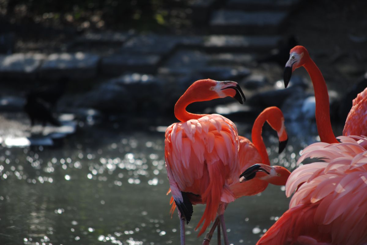 毛繕い中のフラミンゴたち 動物 鳥類 Ganref
