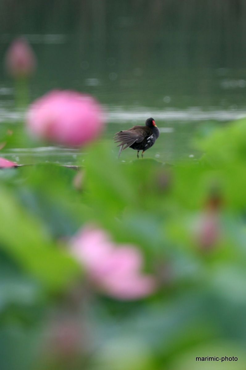 とぼけた顔して バンバンバン 動物 鳥類 Ganref