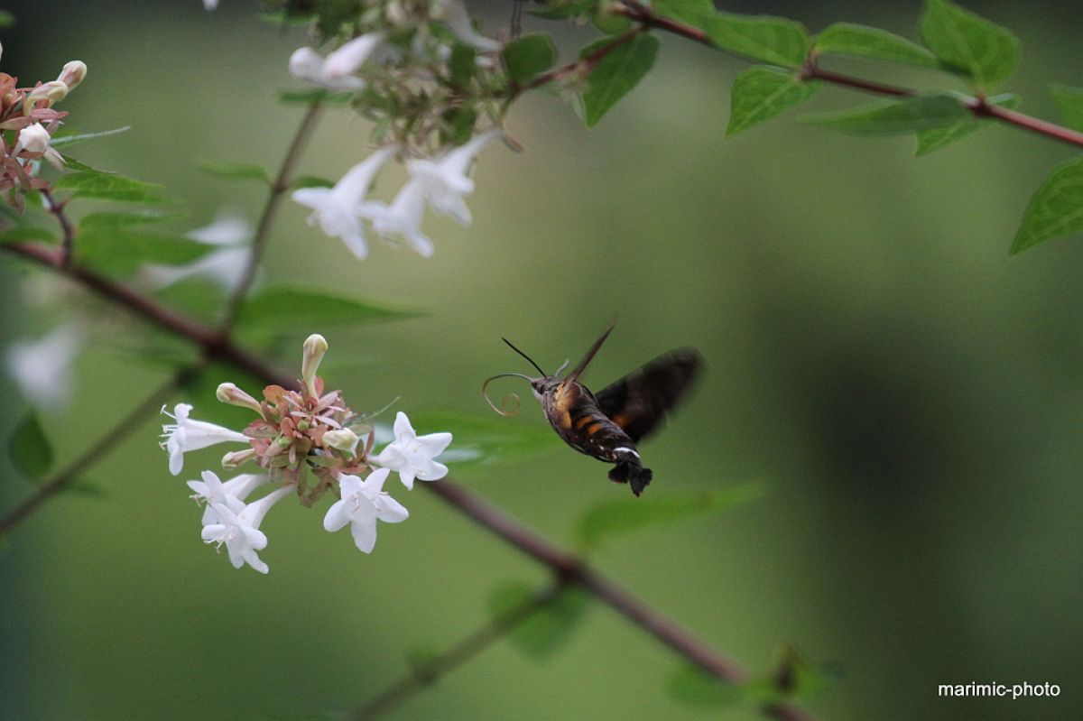 ホシホウジャク オオスカシバ 動物 虫 昆虫 Ganref