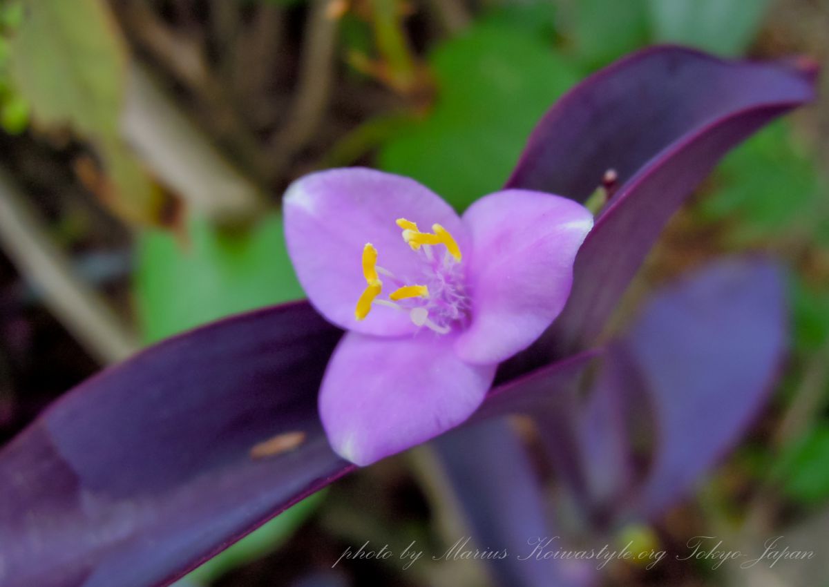 パープルハート 新宿御苑の花 植物 花 花びら Ganref