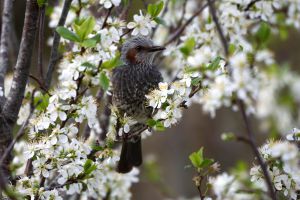 プルーンの花 18 植物 花 花びら Ganref