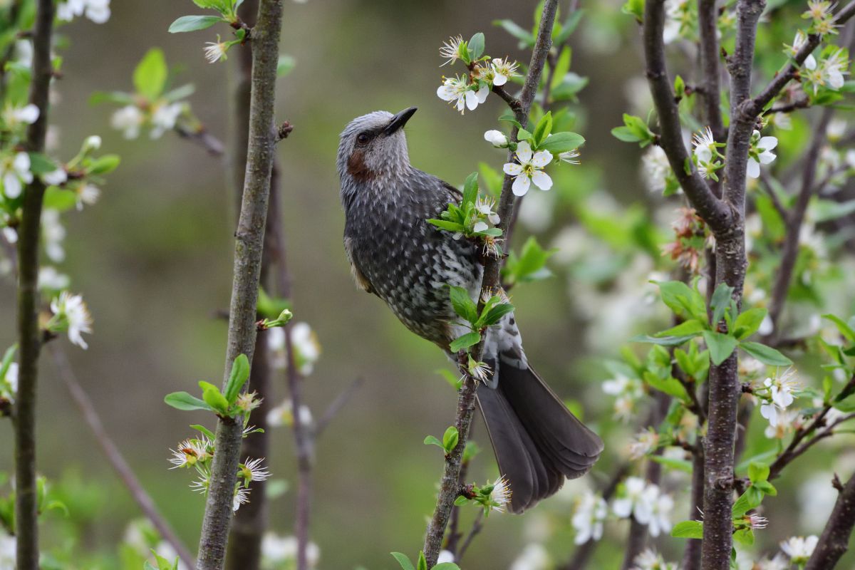 プルーンの花 動物 鳥類 Ganref プルーンの花 動物 鳥類 Ganref