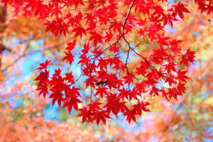 美しい変化 紅葉の花言葉 植物 草 葉 芽 Ganref