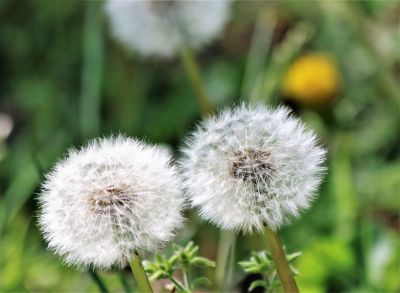 別れ 別離 タンポポ綿毛の花言葉 植物 種 球根 Ganref