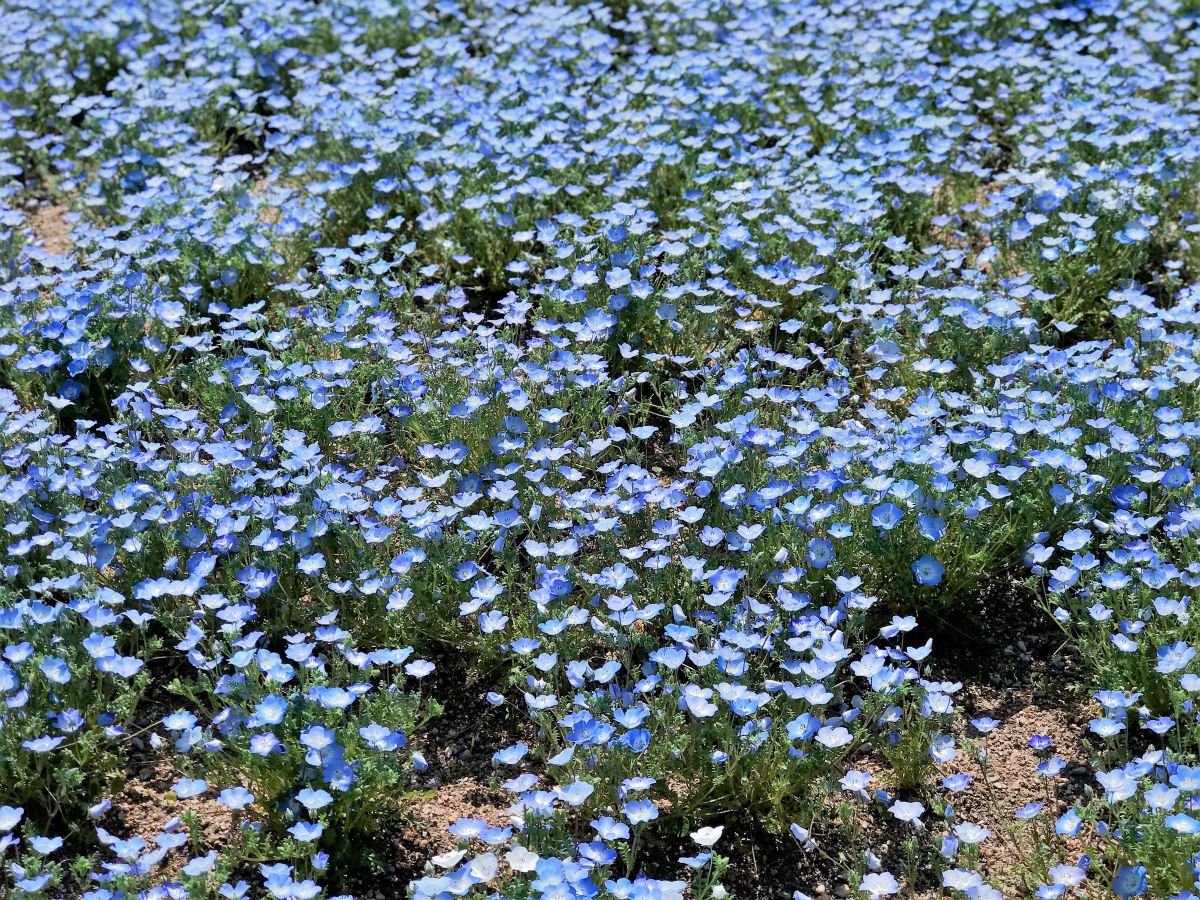 ネモフィラの花言葉 可憐 清々しい心 どこでも成功 植物 花 花びら Ganref