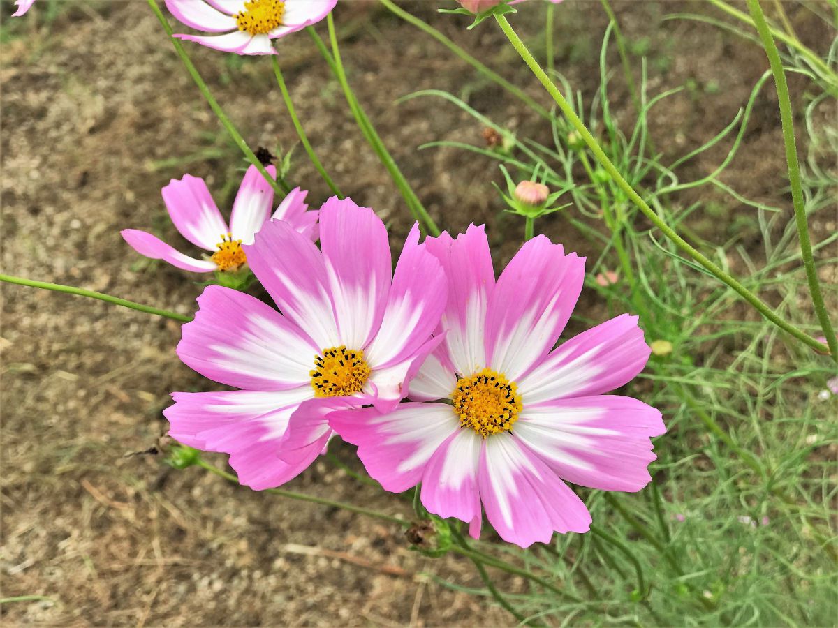 高質で安価 乙女の純潔」:ピンクのコスモスの花言葉♪♬♫ GANREF | その他