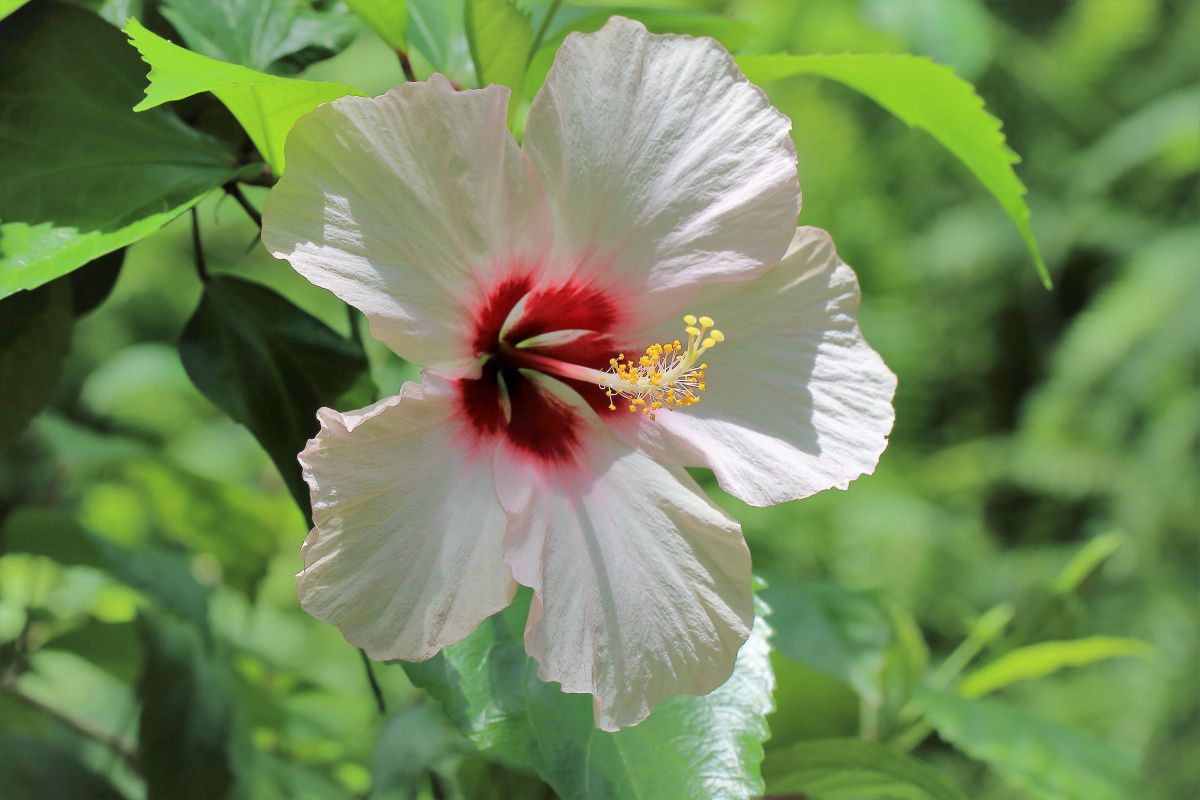 ハイビスカス マドンナ 植物 花 花びら Ganref ハイビスカス マドンナ 植物 花 花びら Ganref