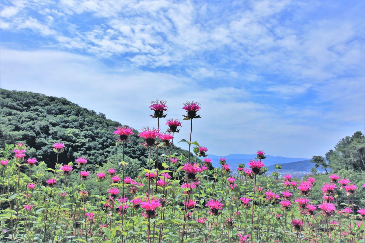 柔らかな心 モナルダ の花言葉 植物 花 花びら Ganref