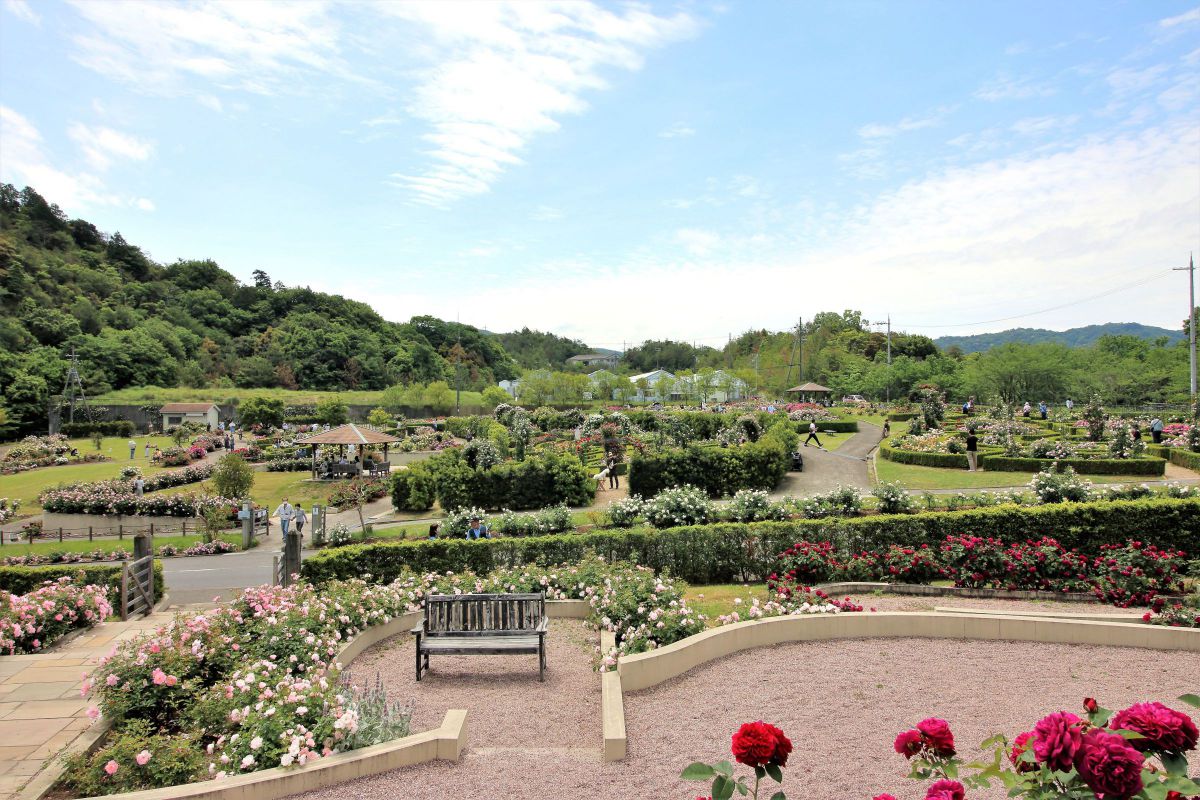 泉南市農業公園「花咲きファーム」のバラ園♪♬♫ GANREF