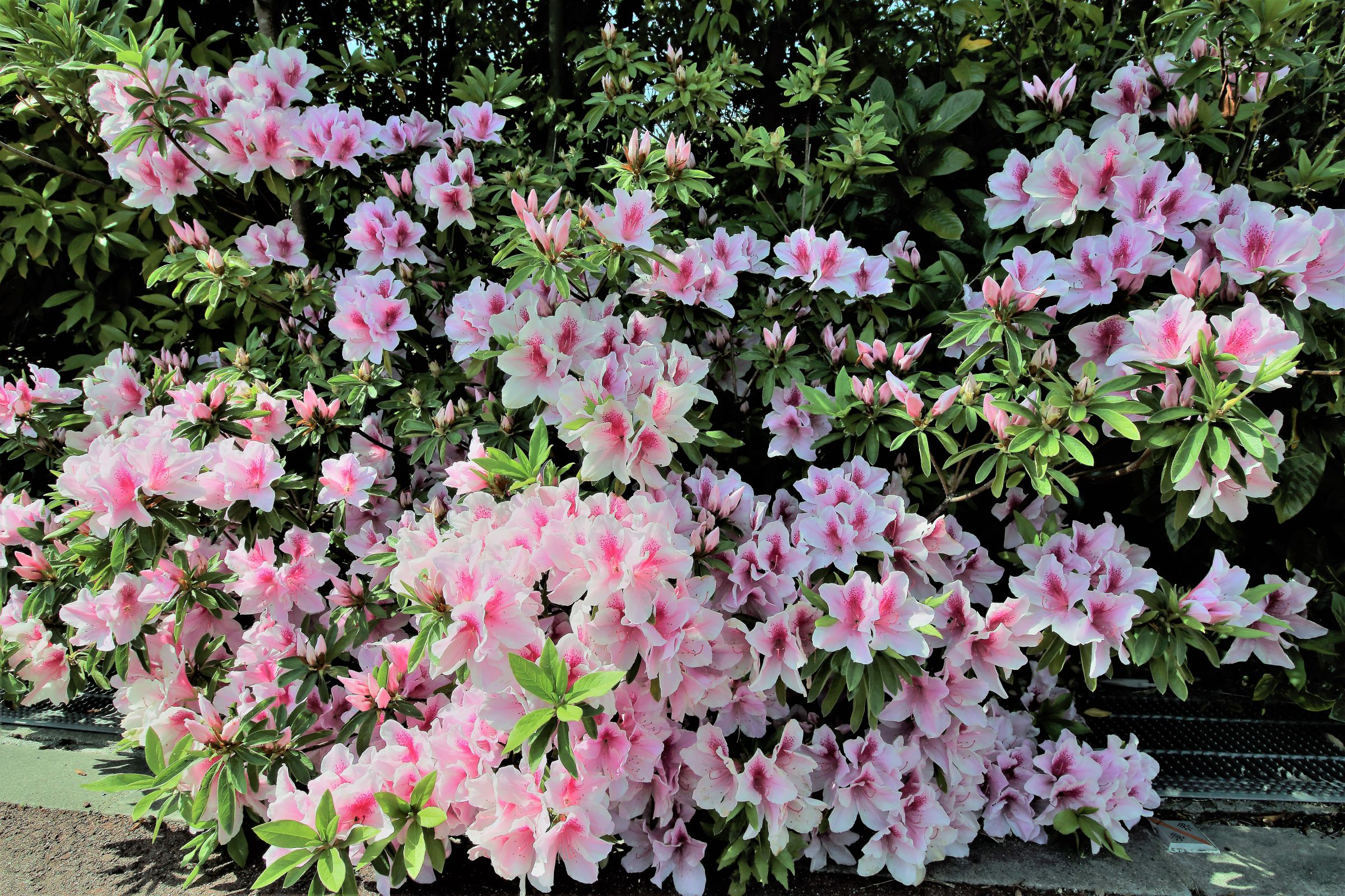 美しい人」大紫躑躅（オオムラサキツツジ）の花言葉♪♬♫ | GANREF