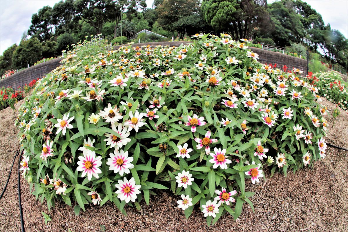 あなたを誇りに思う 身近の愛 潔白 きらびやか ガザニアの花言葉 植物 花 花びら Ganref