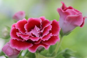 グロキシニア 花言葉 艶やかな美 植物 花 花びら Ganref グロキシニア 花言葉 艶やかな美 植物 花 花びら Ganref