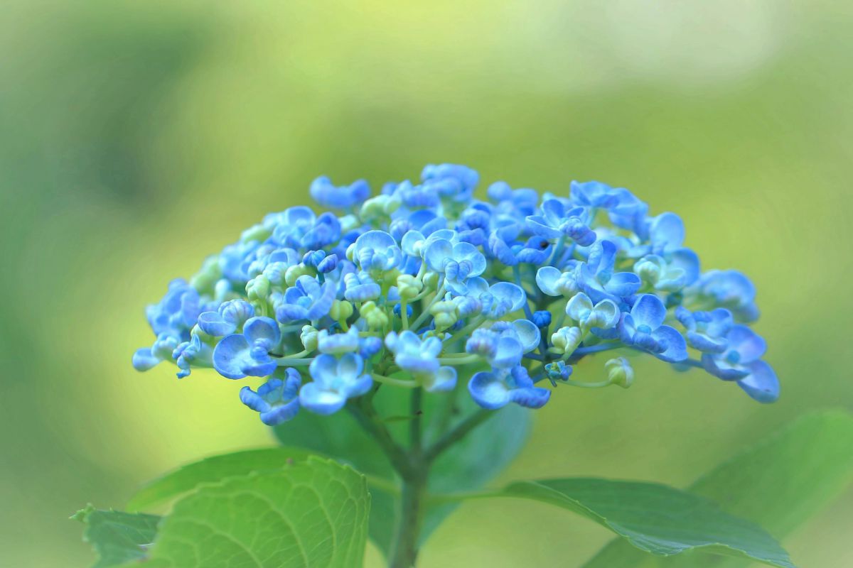 お多福ポップコーンブルー 植物 花 花びら Ganref