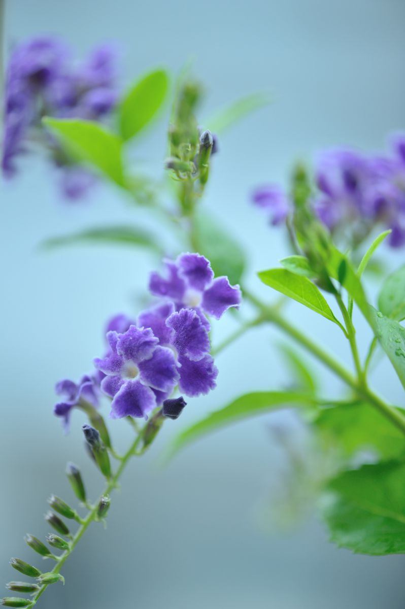 紫式部 神無月 植物 花 花びら Ganref