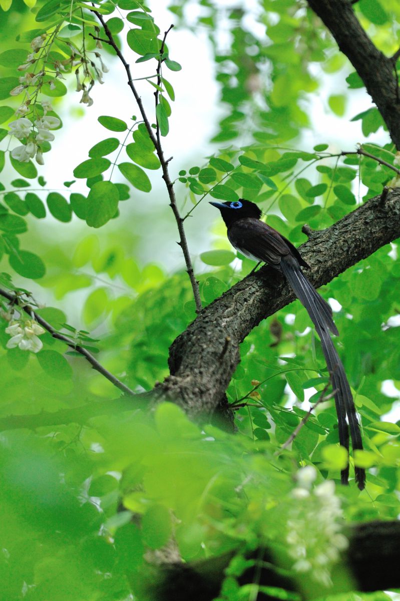 長い尾は何処へ サンコウチョウ 動物 鳥類 Ganref