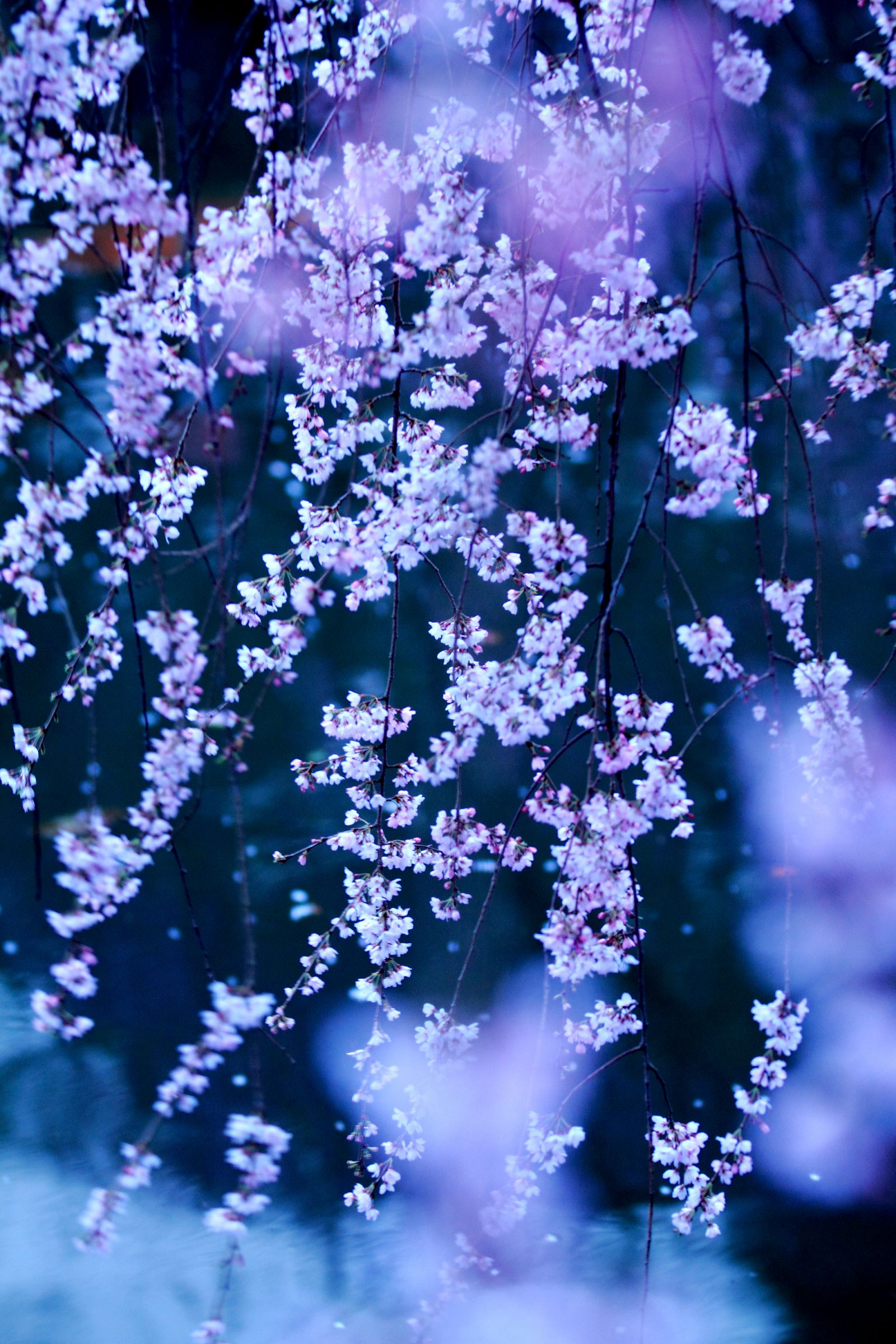 明け方の夢 | GANREF