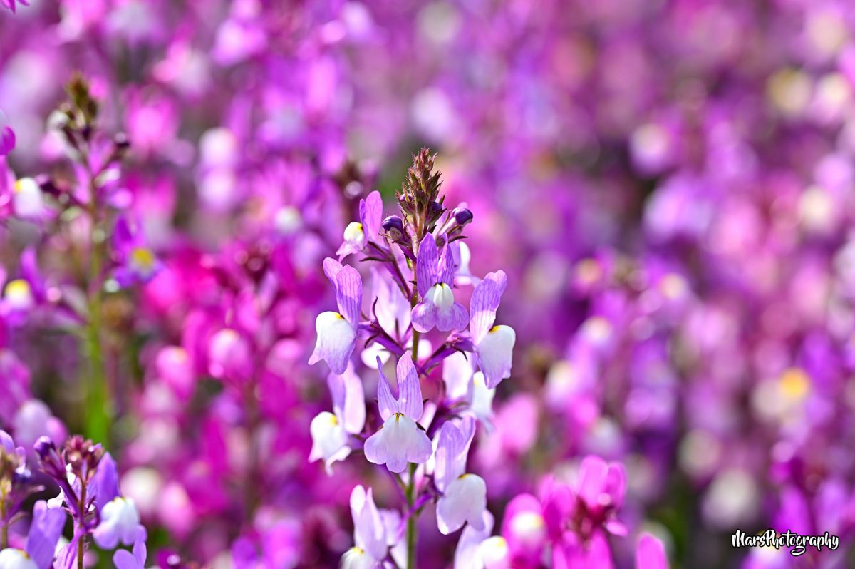 The Magic of Purple | GANREF
