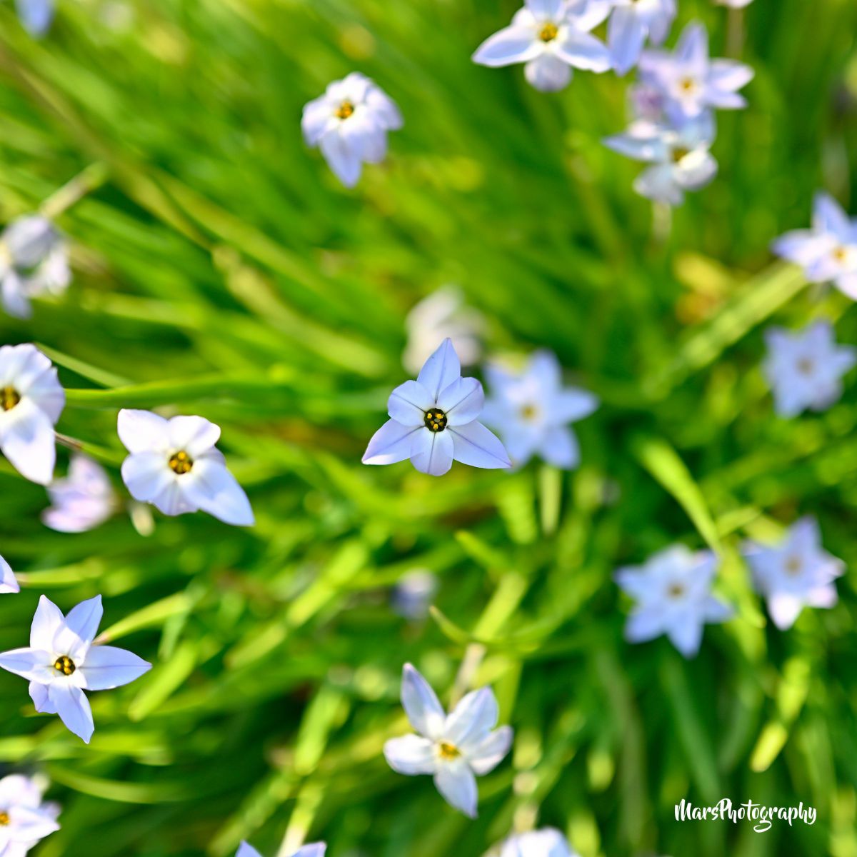 Spring Satar Spring star | GANREF
