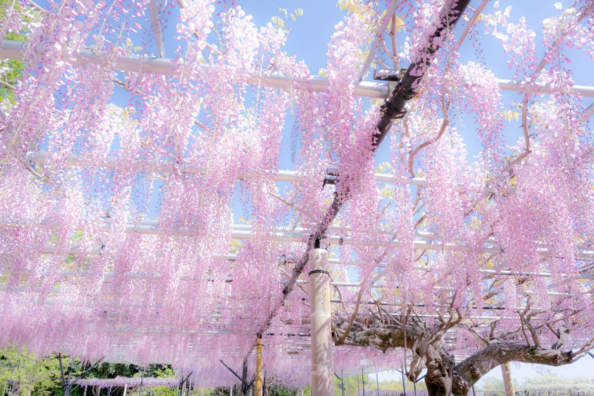 ピンクの藤 植物 花 花びら Ganref