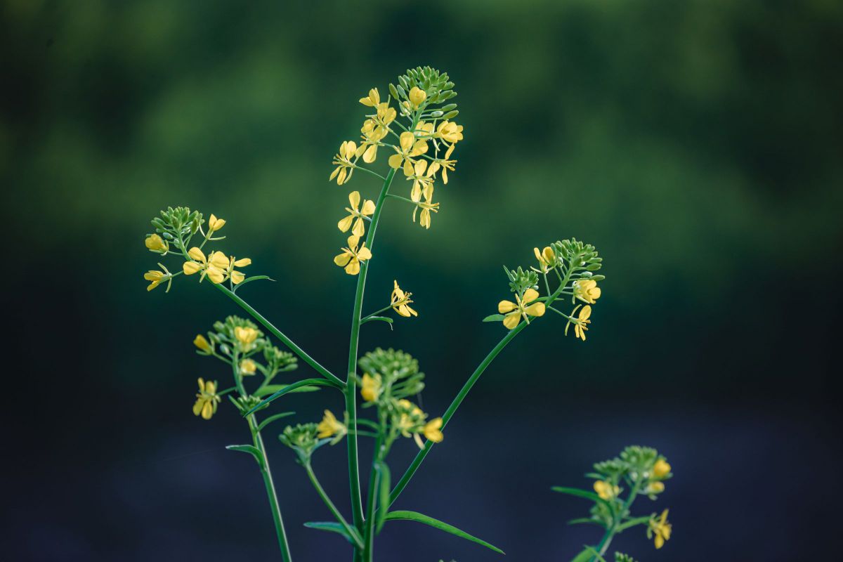 Yellow butterfly | GANREF