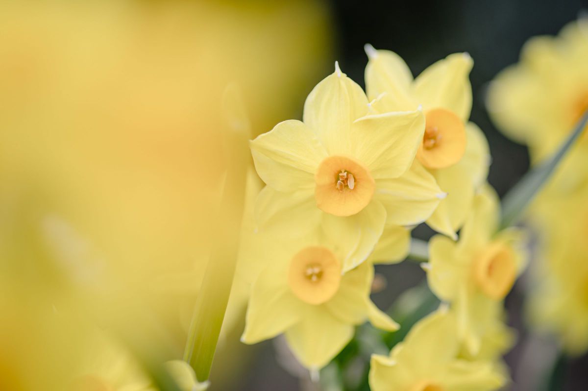 yellow | GANREF
