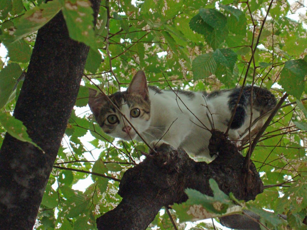 Cyber-shot DSC-W200で撮影された写真 | 写真検索 | GANREF